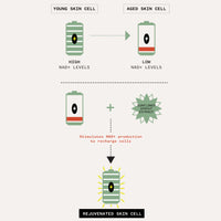 Age Confidence™ NAD+ & TriPeptide Renewal Serum