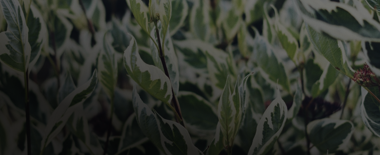 COSMOS Natural Certification